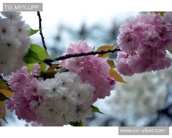 徐洪涛在足球领域的崛起与挑战解析追寻梦想的足迹与奋斗历程 徐洪涛在足球领域的崛起与挑战解析追寻梦想的足迹与奋斗历程